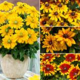 Rudbeckia Sunbeckia Lucky Dip Colrudldi - Garden Express Australia