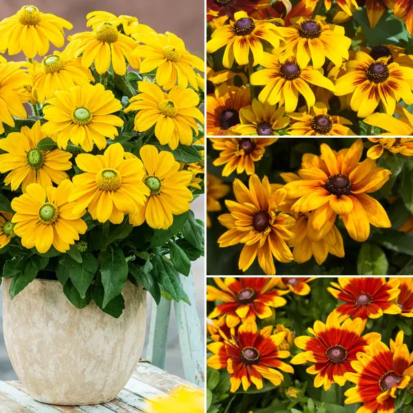 Rudbeckia Sunbeckia Lucky Dip Collection Rudbeckia Sunbeckia Lucky Dip Collection