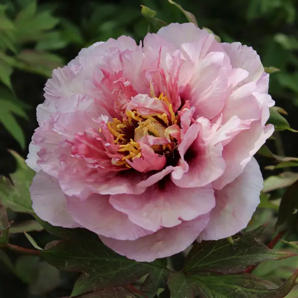 Tree Peony Zephyrus Tree Peony Zephyrus
