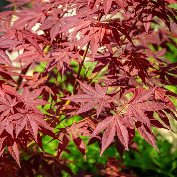 Maple- Acer Atropurpureum Maple- Acer Atropurpureum