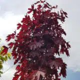 Maple- Acer Crimson Sentry Maple- Acer Crimson Sentry