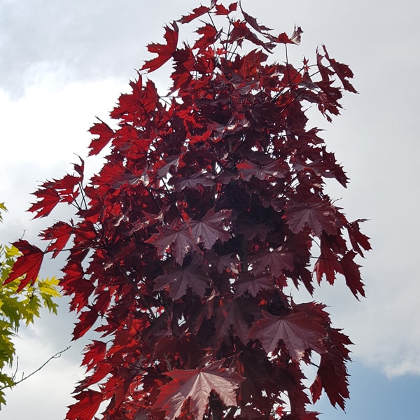 Maple- Acer Crimson Sentry