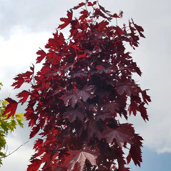 Maple- Acer Crimson Sentry