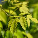 Maple- Acer Kellys Gold Maple- Acer Kellys Gold