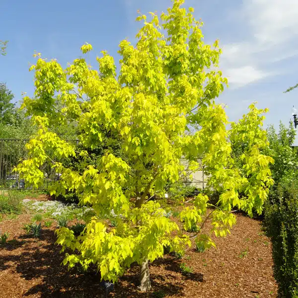 Maple- Acer Kellys Gold Maple- Acer Kellys Gold
