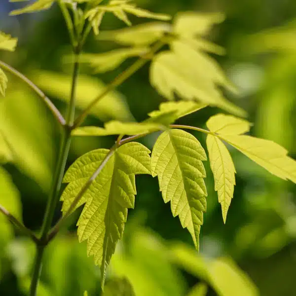 Maple- Acer Kellys Gold Maple- Acer Kellys Gold