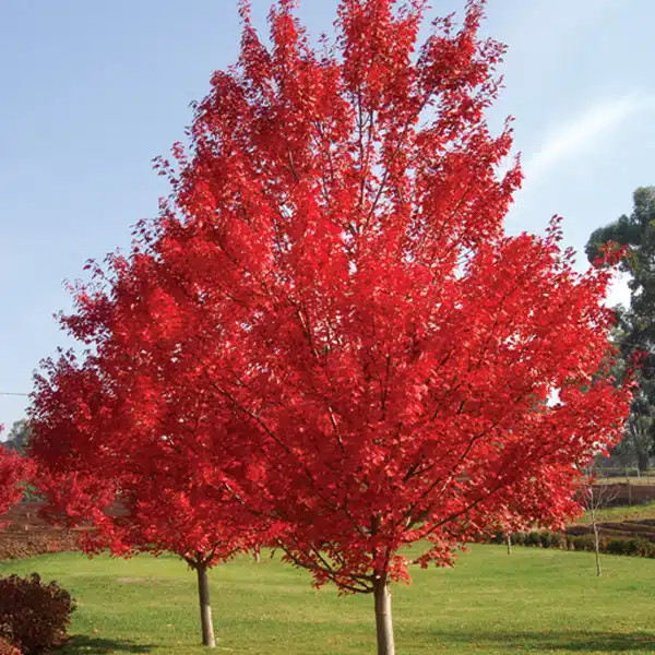 Maple- Acer October Glory Maple- Acer October Glory