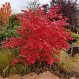 Maple- Acer Osakazuki