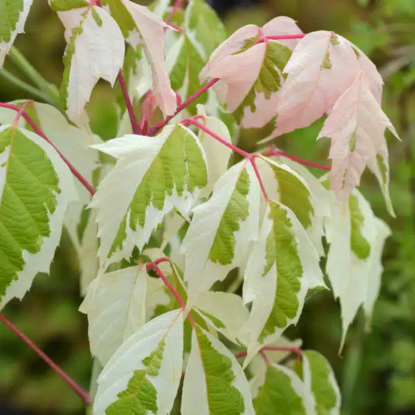 Maple- Acer Pink Flamingo Maple- Acer Pink Flamingo