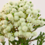 Berzelia Buttonbush Snow Berzelia Buttonbush Snow