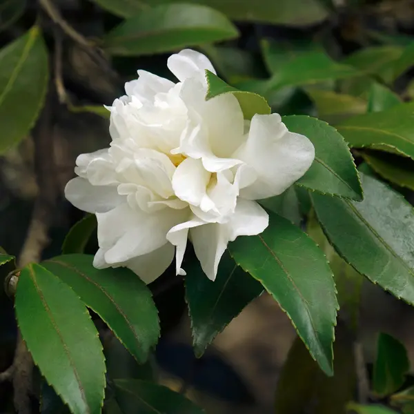 Camellia Mine No Yuki Camellia Mine No Yuki