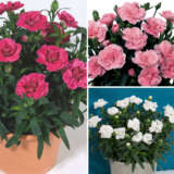 Carnation Oscar Collection Carnation Oscar Collection