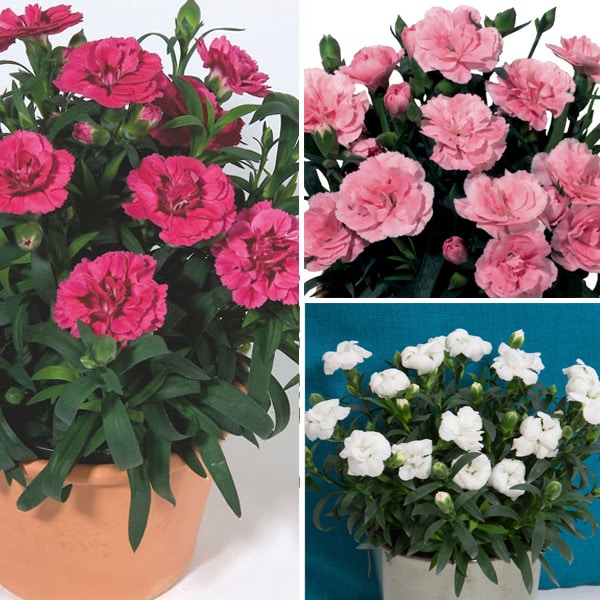 Carnation Oscar Collection Carnation Oscar Collection