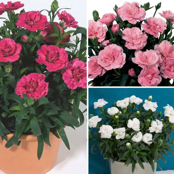 Carnation Oscar Collection Carnation Oscar Collection