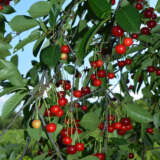 Cherry Morello Cherry Morello
