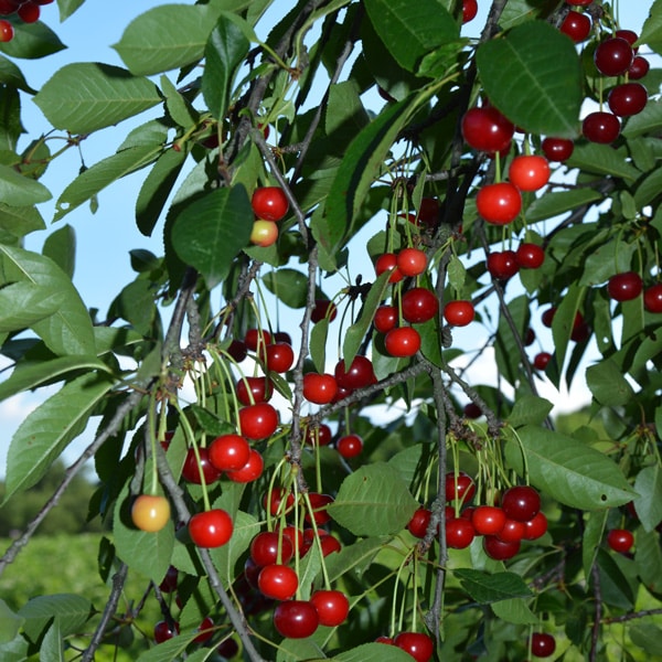 Cherry Morello Cherry Morello