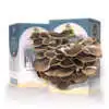 How to Grow Mushrooms at Home with a Mushroom Growing Kit Chocolate Oyster Mushroom Kit Kitmuscoy - Garden Express Australia