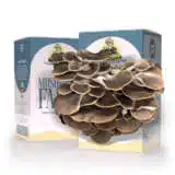 Chocolate Oyster Mushroom Kit Kitmuscoy - Garden Express Australia