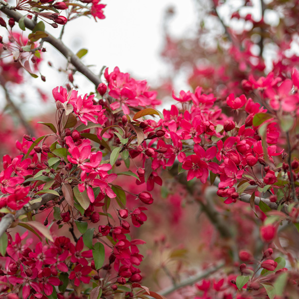 Crab Apple Tom Matthews Crab Apple Tom Matthews