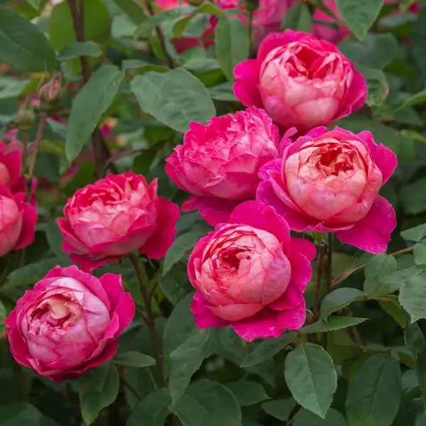David Austin Rose Benjamin Britten David Austin Rose Benjamin Britten