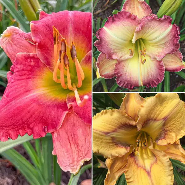 Daylily Winter Trio – Collection 1