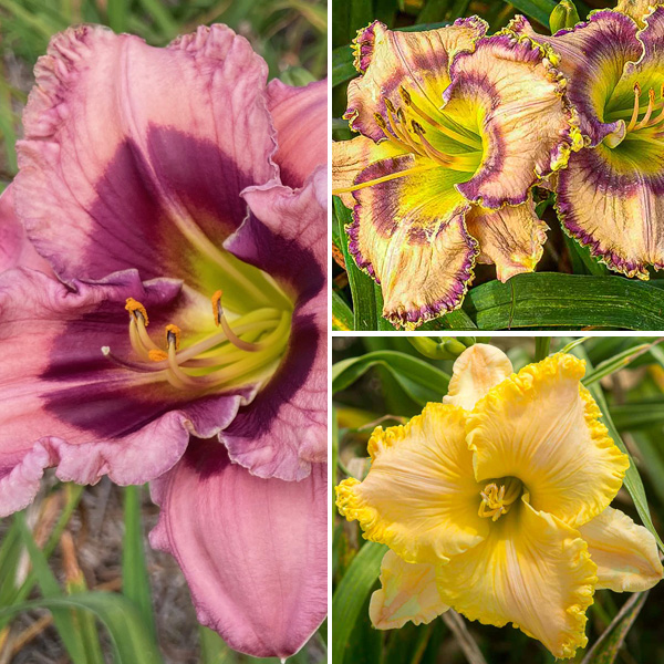Daylily Winter Trio – Collection 2 Daylily Winter Trio – Collection 2