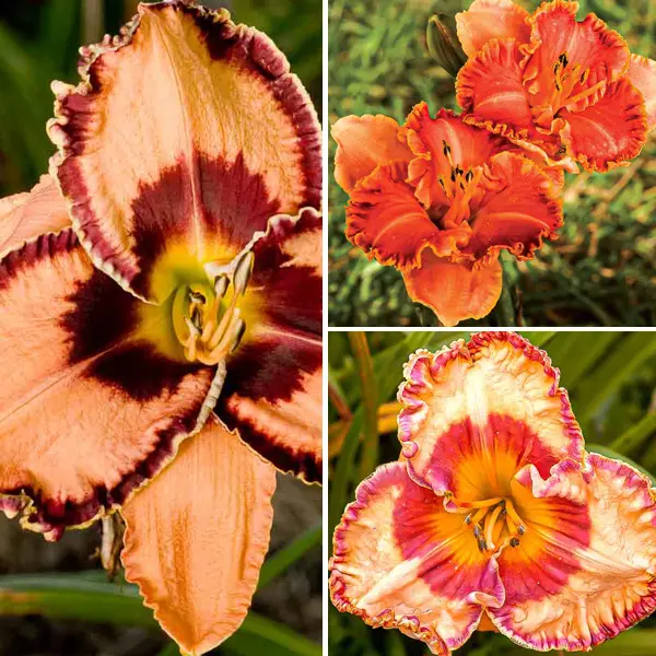 Daylily Winter Trio – Collection 3 Daylily Winter Trio – Collection 3