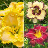 Daylily Winter Trio 4 2025 Coldliwt4 - Garden Express Australia