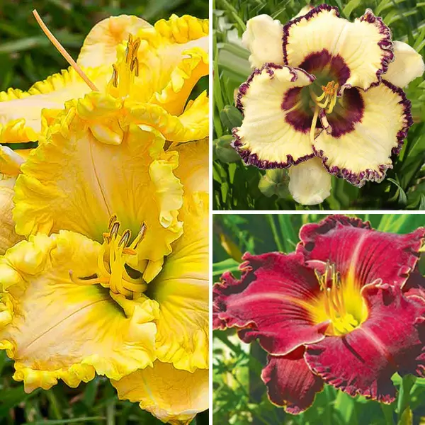 Daylily Winter Trio – Collection 4 Daylily Winter Trio – Collection 4