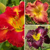 Daylily Winter Trio 5 2025 Coldliwt5 - Garden Express Australia