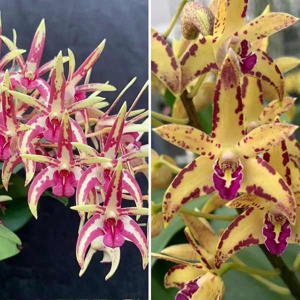 Dendrobium Orchid Hildas Artist Crimson Lake Hcc Aoc X Brimbank Cosmic Cobber Journey Dendrobium Orchid Hildas Artist Crimson Lake Hcc Aoc X Brimbank Cosmic Cobber Journey