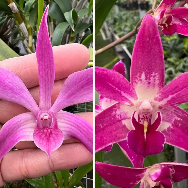Dendrobium Orchid Aussie Angel Bernie X Flinder Grant Garrett Am/aoc Dendrobium Orchid Aussie Angel Bernie X Flinder Grant Garrett Am/aoc
