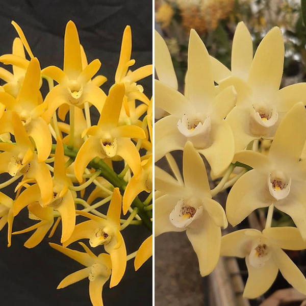 Dendrobium Orchid Australian Goldrush Hulk Am/oscov X Dunokayla Mogo Dendrobium Orchid Australian Goldrush Hulk Am/oscov X Dunokayla Mogo