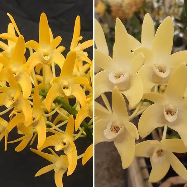 Dendrobium Orchid Australian Goldrush Hulk Am/oscov X Dunokayla Mogo Dendrobium Orchid Australian Goldrush Hulk Am/oscov X Dunokayla Mogo