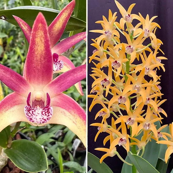 Dendrobium Orchid Autumn Journey X Cosmic Gold Sandy Fcc/aoc Dendrobium Orchid Autumn Journey X Cosmic Gold Sandy Fcc/aoc