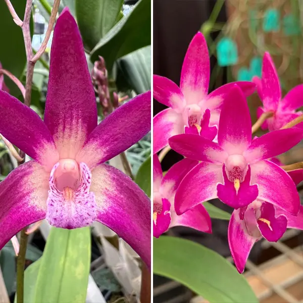 Dendrobium Orchid Brimbank You Beauty Deiter X Aus Rose-Beauty Pink Delight Dendrobium Orchid Brimbank You Beauty Deiter X Aus Rose-Beauty Pink Delight