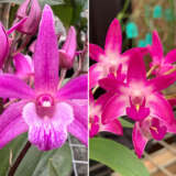 Dendrobium Orchid Brinawa Charm Lucky Toy X Australian Rose-Beauty Pink Delight Hcc Aoc Dendrobium Orchid Brinawa Charm Lucky Toy X Australian Rose-Beauty Pink Delight Hcc Aoc