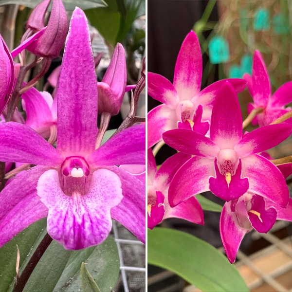 Dendrobium Orchid Brinawa Charm Lucky Toy X Australian Rose-Beauty Pink Delight Hcc Aoc Dendrobium Orchid Brinawa Charm Lucky Toy X Australian Rose-Beauty Pink Delight Hcc Aoc