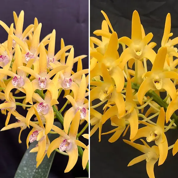 Dendrobium Orchid Cosmic Gold Plenty Pepper X Australian Goldrush Hulk Am/oscov Dendrobium Orchid Cosmic Gold Plenty Pepper X Australian Goldrush Hulk Am/oscov