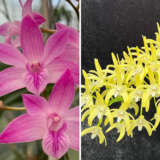 Dendrobium Orchid Esme Poulton Tinonee X Spec. Palmerston Mist Debbie Anne Dendrobium Orchid Esme Poulton Tinonee X Spec. Palmerston Mist Debbie Anne