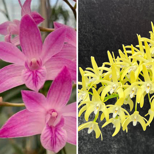 Dendrobium Orchid Esme Poulton Tinonee X Spec. Palmerston Mist Debbie Anne Dendrobium Orchid Esme Poulton Tinonee X Spec. Palmerston Mist Debbie Anne