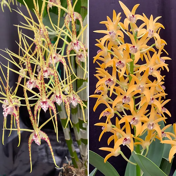 Dendrobium Orchid Hilda Poxon Joan Martin Hcc/aoc X Cosmic Gold Sandy Fcc/aoc Dendrobium Orchid Hilda Poxon Joan Martin Hcc/aoc X Cosmic Gold Sandy Fcc/aoc