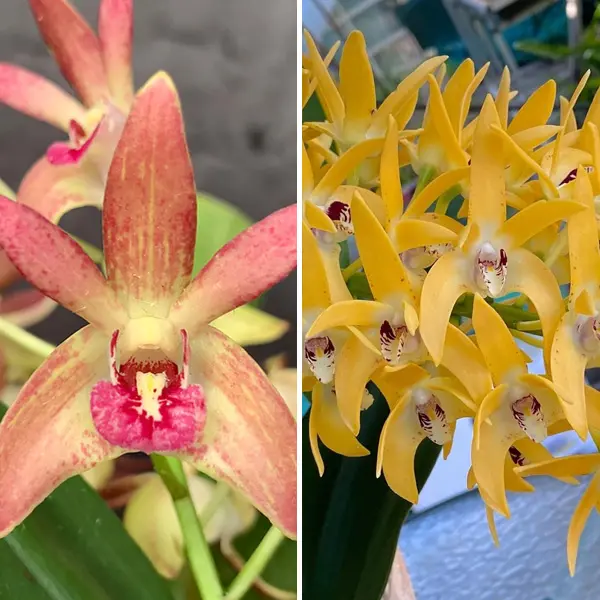 Dendrobium Orchid Jazz Greta X Cosmic Gold Vicki