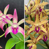 Dendrobium Orchid Kings Sentidos 2 X Brimbank Cosmic Cobber Journey Lpodorksb - Garden Express Australia