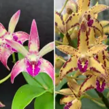 Dendrobium Orchid Kings Sentidos 2 X Brimbank Cosmic Cobber Journey Lpodorksb - Garden Express Australia