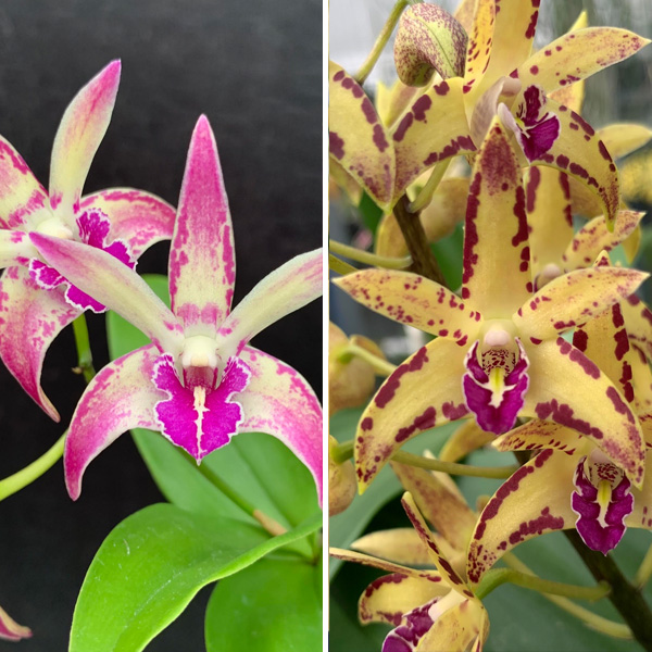 Dendrobium Orchid Kings Sentidos #2 X Brimbank Cosmic Cobber Journey Dendrobium Orchid Kings Sentidos #2 X Brimbank Cosmic Cobber Journey