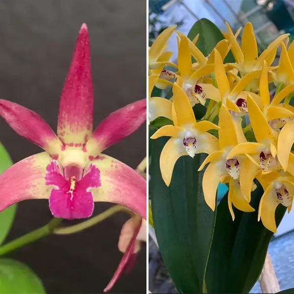 Dendrobium Orchid Kings Sentidos Haos Best X Cosmic Gold Vicki Dendrobium Orchid Kings Sentidos Haos Best X Cosmic Gold Vicki