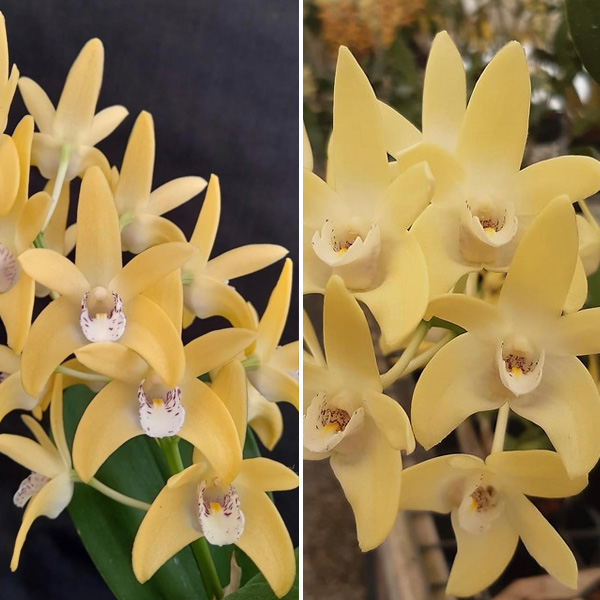 Dendrobium Orchid Wallagoot Journey X Dunokayla Mogo Dendrobium Orchid Wallagoot Journey X Dunokayla Mogo