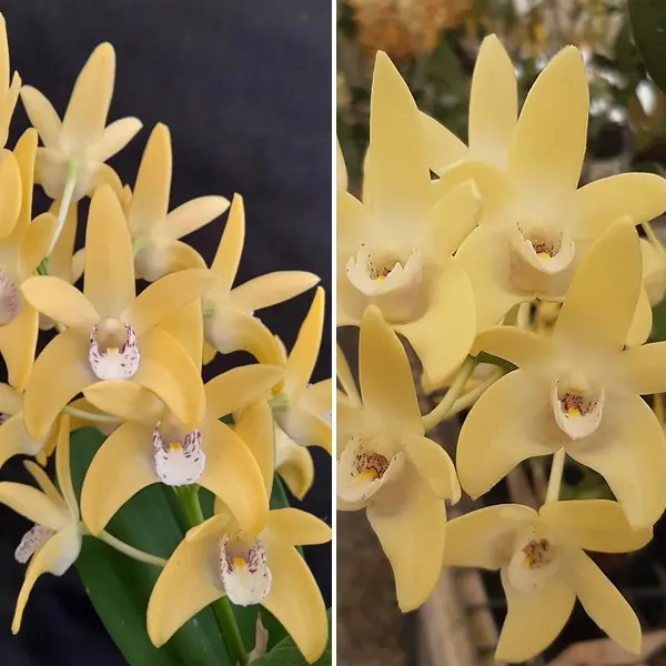 Dendrobium Orchid Wallagoot Journey X Dunokayla Mogo Dendrobium Orchid Wallagoot Journey X Dunokayla Mogo