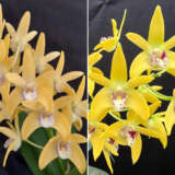 Dendrobium Orchid Wallagoot Journey X Goldenex Journey Dendrobium Orchid Wallagoot Journey X Goldenex Journey